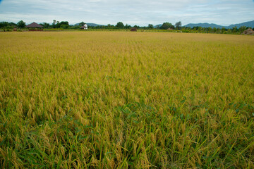 Obraz premium field of wheat