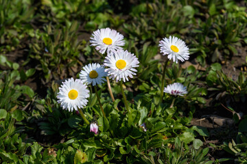 Side view of large group of Daisies or Bellis perennis white flowers in direct sunlight, in a sunny spring garden, beautiful outdoor floral background.