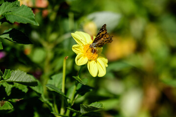 One beautiful declicate butterfly on a large yellow dahlia flower in full bloom on blurred green background, photographed with soft focus in a garden in a sunny summer day.