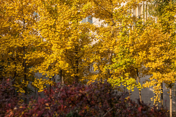 Beautiful and colorful collection of Ginkgo leaves in autumn