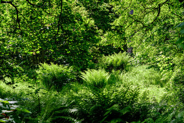 Large fresh green fern leaves in a forest in a summer day in Scotland, United Kingdom, beautiful outdoor floral background photographed with soft focus.