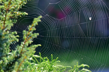 Schön geformtes Spinnennetz (Nahaufnahme)