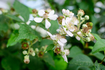 Many delicate small white flowers on large blackberry bush in direct sunlight, in a garden in a sunny summer day, beautiful outdoor floral background photographed with soft focus.
