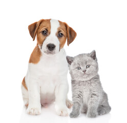 Jack russell terrier puppy and tiny  kitten sit together and look at camera. isolated on white background