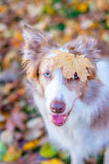 Happy Border collie dog with autumn leaf  on it head sits at autumn park