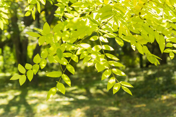 Yellow leaves on a tree against the background of other leaves out of focus
