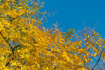 Yellow autumn leaves on a tree against a clear blue sky