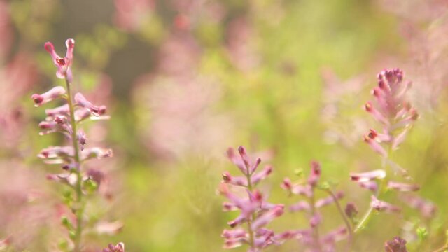 Beautiful close-up view of fumitories flower plant.
