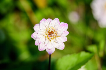 Obraz premium One beautiful large vivid white dahlia flower in full bloom on blurred green background, photographed with soft focus in a garden in a sunny summer day.