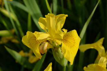 Delicate wild yellow iris flower in full bloom, in a garden in a sunny summer day, beautiful outdoor floral background.