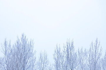 background winter trees in frost, copy space