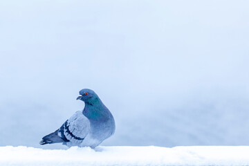 pigeon in the snow in winter
