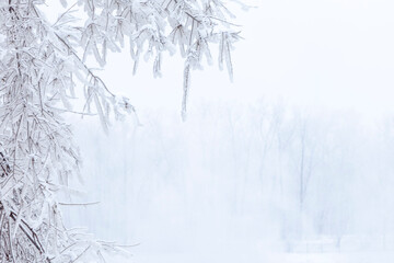 background winter trees in frost, copy space