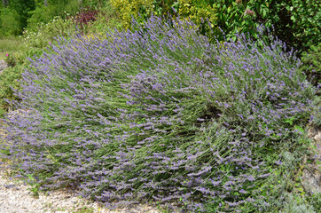 Fototapeta premium Many small blue lavender flowers in a sunny summer day in the South of France, beautiful outdoor floral background photographed with soft focus.