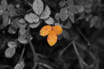 Hojas otoñales amarillas