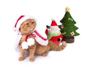 Little scottish fold cat wearing red santa suit with ceramic doll.