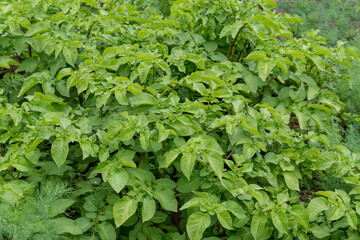 Fresh green organic potato leaves in a traditional vegetables garden in a summer day, selective focus.