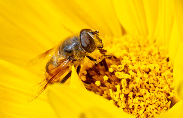 Close up portrait of a bee on a yellow flower.