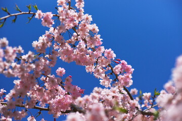 八重桜から見上げる春の晴天