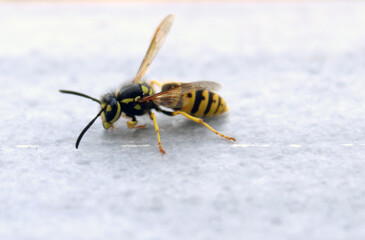 Close up of wild bee walking on a stone surface