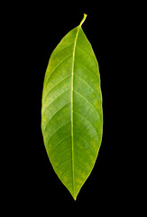 Green leaf of a plant isolated on black background.