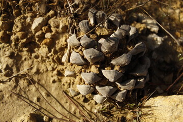 paisajes y efectos del otoño
