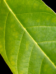 Fototapeta na wymiar Green leaf of a plant isolated on black background.