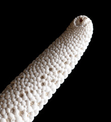 Seashell isolated on black background. Subject