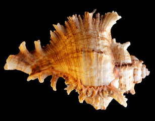 Seashell isolated on black background. Subject