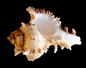 Seashell isolated on black background. Subject