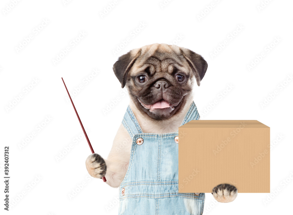 Poster Pug puppy wearing overalls holds big box and points away on empty space. Delivery concept. Isolated on white background
