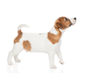 Jack russell terrier puppy stands away and up on empty space. Isolated on white background