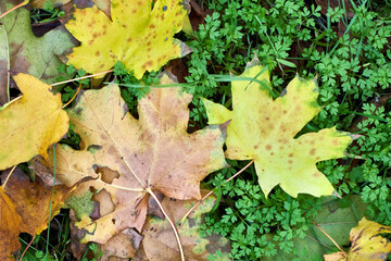 autumn leaves on the ground