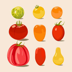 Tomato. Design vector elements isolated. Set of different tomatos.
