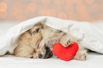 Cute Pomeranian spitz puppy sleeps on a bed at home with red heart on festive background. Valentines day concept
