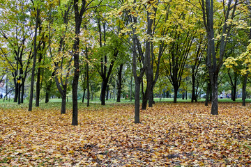 Fototapeta premium autumn trees in the park