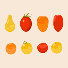 Tomato. Design vector elements isolated. Set of different tomatos.