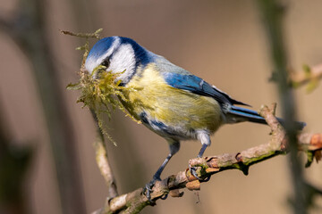 blaue Baumeise