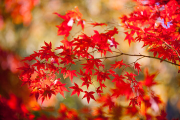 Autumn leaves