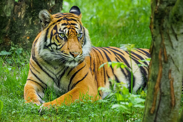 Fototapeta na wymiar Tiger im Schatten unter Bäumen