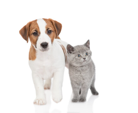 Jack russell terrier puppy and tiny scottish kitten look away together on empty space. isolated on white background
