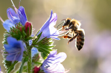 A bee collects honey on blue flowers