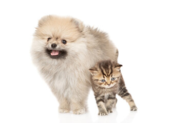 Pomeranian spitz puppy and kitten stand together and look at camera. isolated on white background