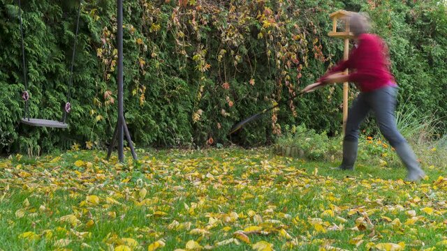 Mature woman raking fallen yellow and brown leaves from grass in garden in autumn