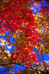 Autumn leaves