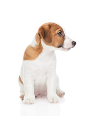 Jack russell terrier puppy sits and looks away on empty space. Isolated on white background