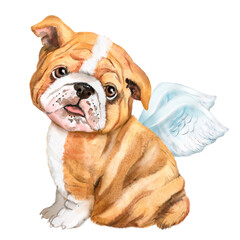 Watercolor illustration with english 
bulldog with bandage on the neck, puppy, pet, pet, dog, friend