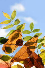 Leaves mix autumn multicolored ambiance poster vertical
