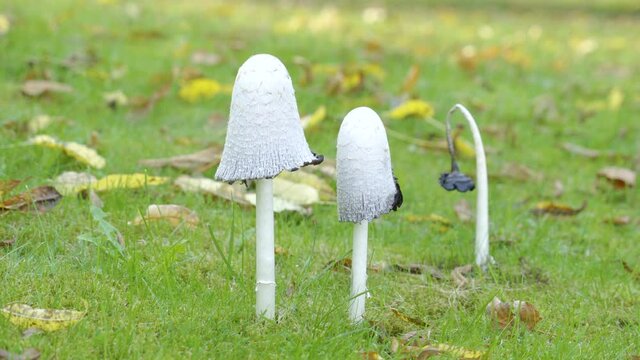 The shaggy ink cap white mushroom on the grassy lawn as seen on a closer look