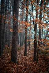 Fototapeta premium Beautiful autumnal forest with orange leaves and fog in fall